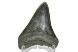 Serrated, Fossil Megalodon Tooth - South Carolina #169201-1